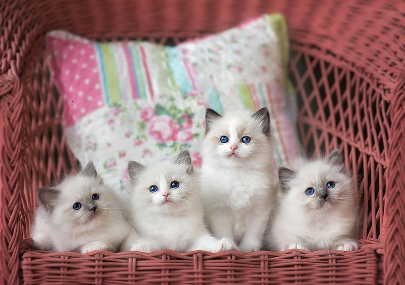 four white fluffy kittens, cute, fluffy, kittens, cats, animals, HD wallpaper
