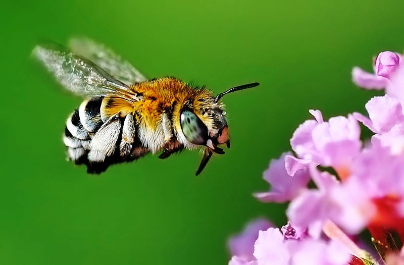 ONE MEAN BEE!!, bee, bug, flower, nature, pollen, insects, HD wallpaper