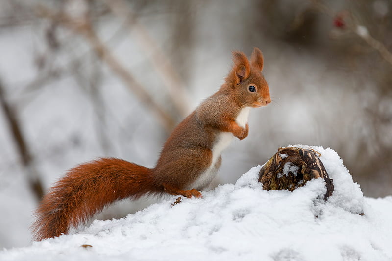 Animal, Squirrel, Snow, Winter, HD wallpaper