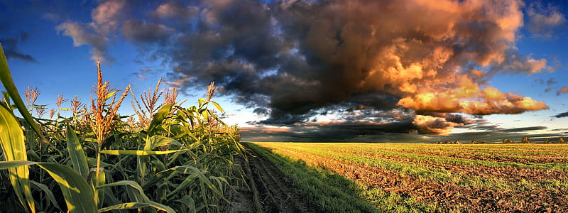 Farm, corn, panoramic, homestead, nature, clouds, wide, field, HD wallpaper