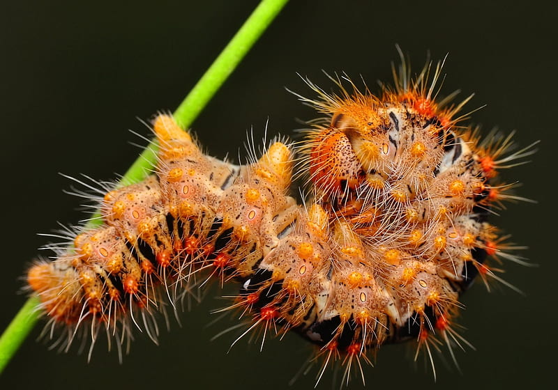 Caterpillar, black, mustafa ozturk, orange, insect, HD wallpaper