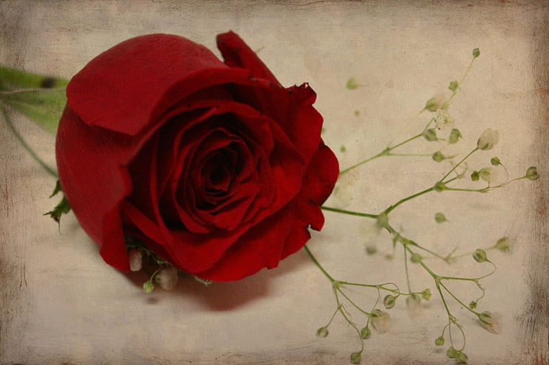 Una rosa por la eternidad, eternidad, naturaleza, soltero, rosa, Fondo de  pantalla HD | Peakpx