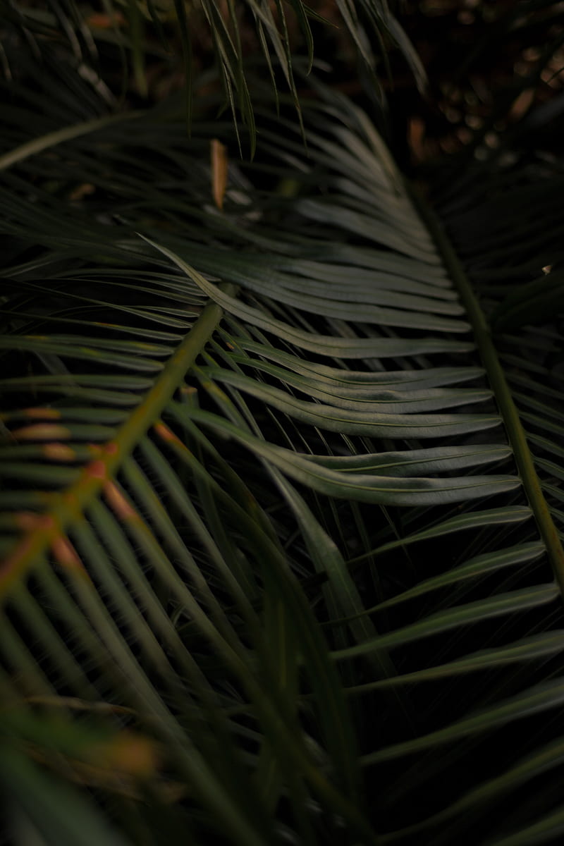 palm, leaves, branches, macro, plant, HD phone wallpaper