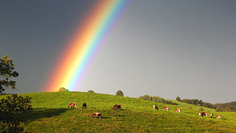 Rainbow Field, green, grass, grazing, bonito, rainbow, field, cows, HD wallpaper