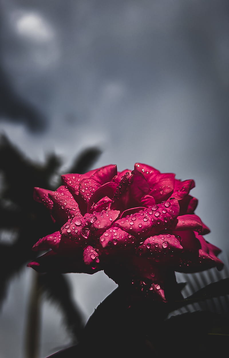 Water droped rose, black, dark, love, moody, rainy, red, romantic, vibe, waterdrop, HD phone wallpaper