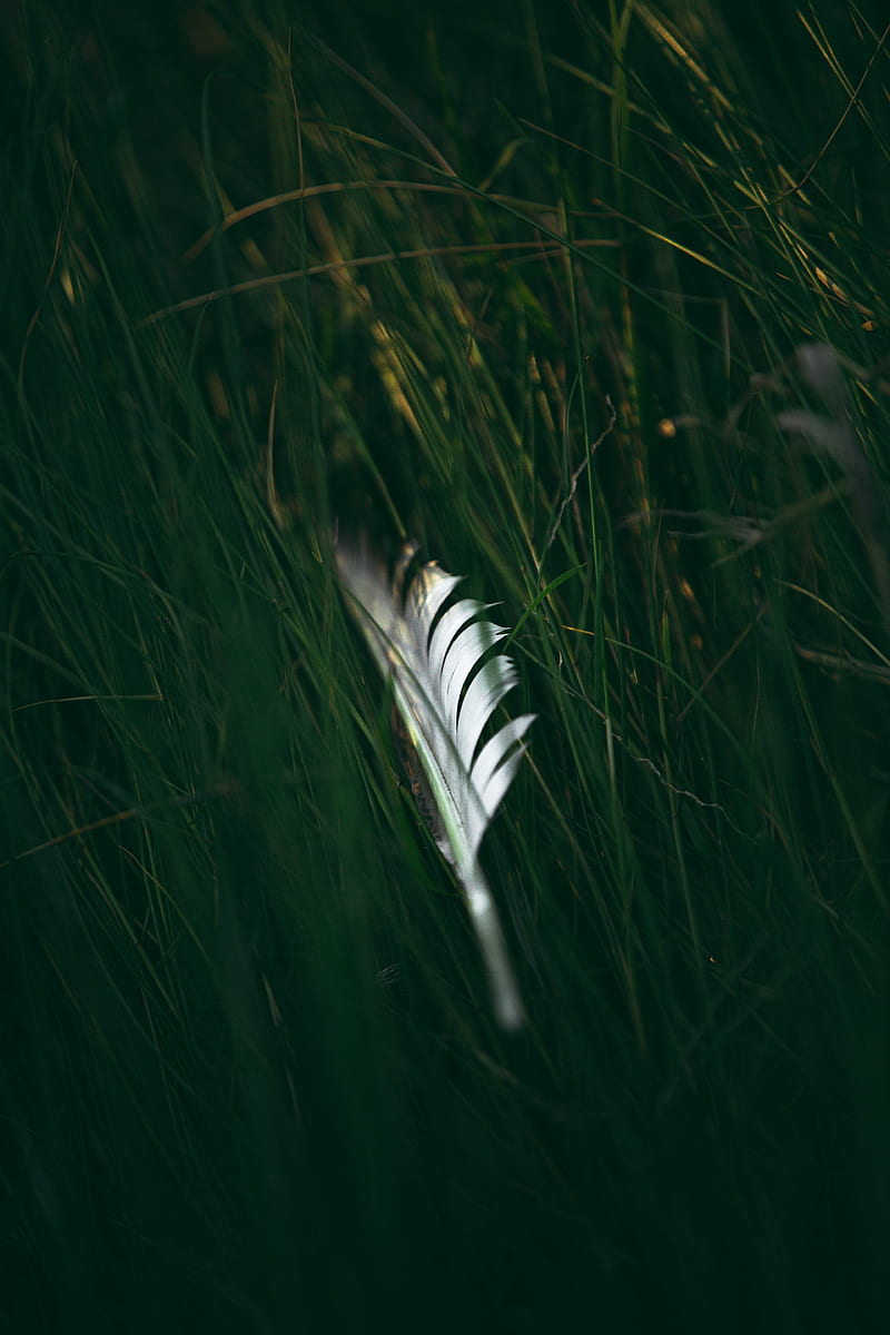 feather, macro, grass, green, HD phone wallpaper