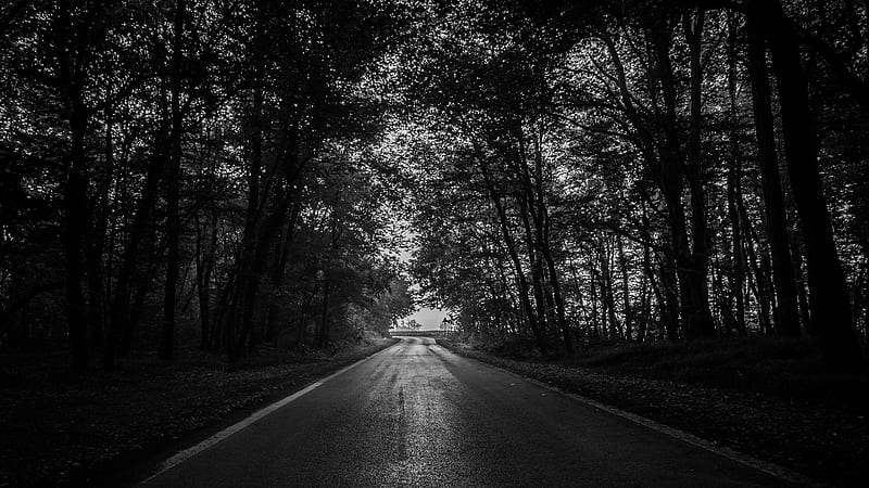 Road Between Green Trees Forest Dark Background Dark, HD wallpaper