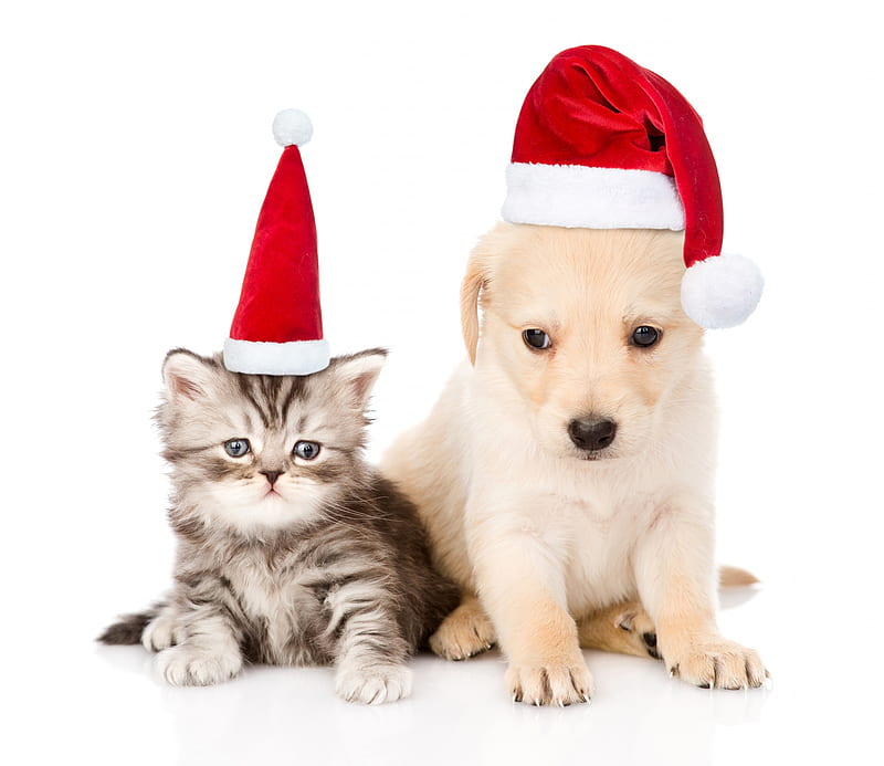 christmas puppy and kitten wallpaper