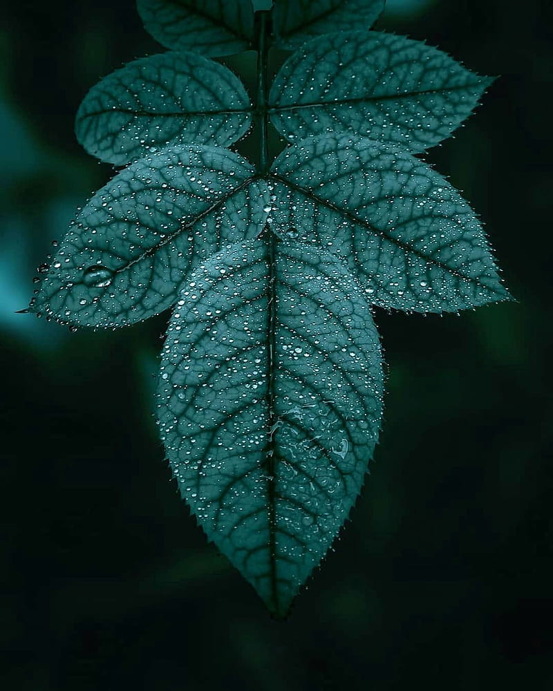 Leaf, apple, cold, flower, frost, iphone, one, rainy, samsung, HD phone wallpaper