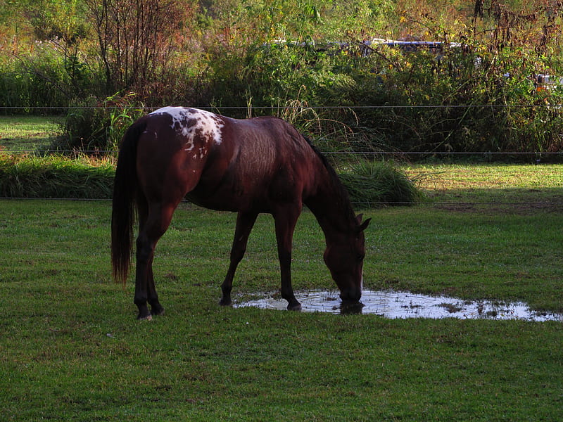 Horse drink water, wet, drinking, grass, bonito, sunset, horses, rainbows, water, dark, shower, nature, rain, outdoor, HD wallpaper