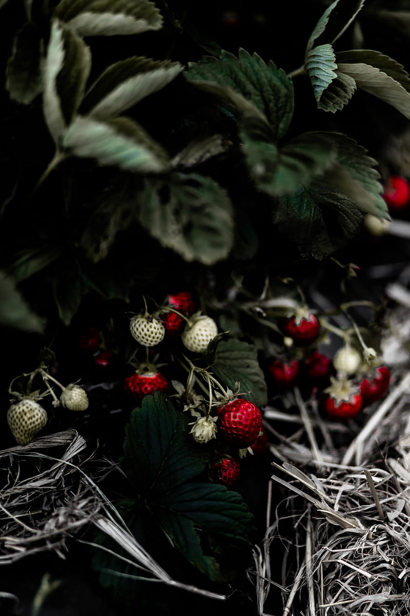 wild strawberries, berry, leaves, macro, HD phone wallpaper