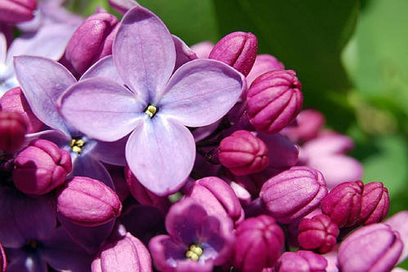 Lilas preciosas, lila, bonitas, flores, moradas, Fondo de pantalla HD |  Peakpx