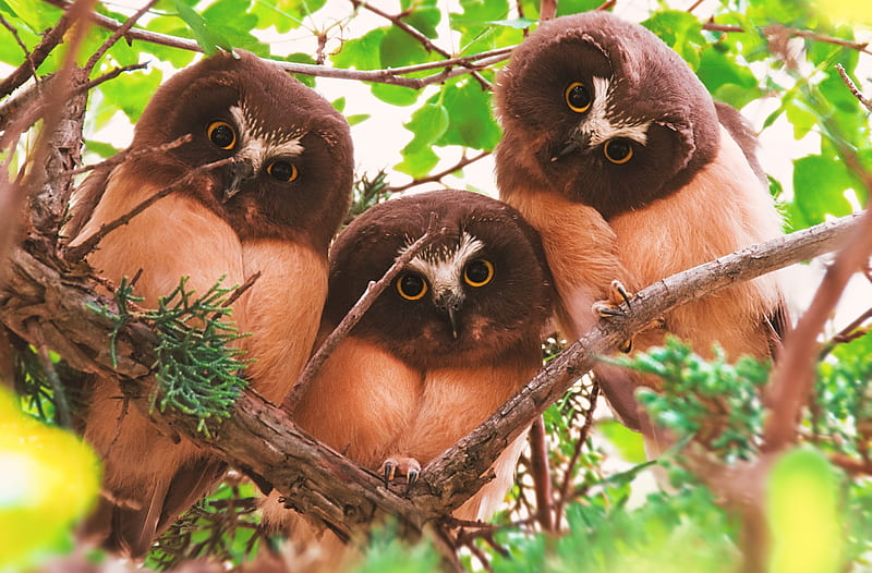 Three juveniles Northern Saw-whet Owls Birds Ultra, Animals, Birds, Family, Funny, Cute, OwlS, juveniles, NorthernSawWhetOwl, HD wallpaper