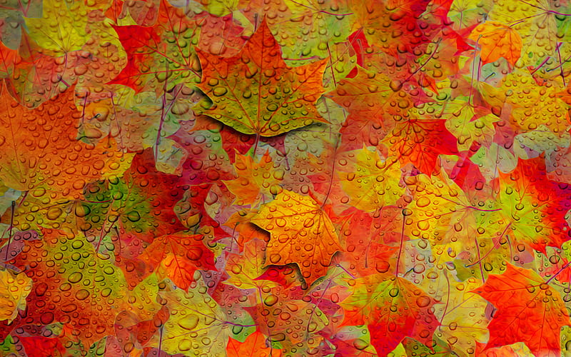 autumn leaves pattern, water drops, orange leaves texture, autumn leaves, leaves, orange leaves, leaf textures, leaves texture, leaves patterns, orange leaf, macro, leaf pattern, HD wallpaper