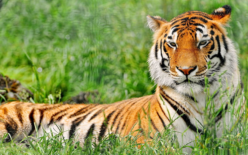 tiger resting-Animal, HD wallpaper