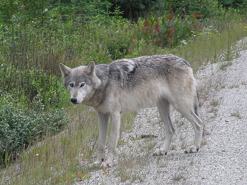 Grey Wolf, cunning, beautiful, canine, gris, wolf, majestic, dog, HD wallpaper