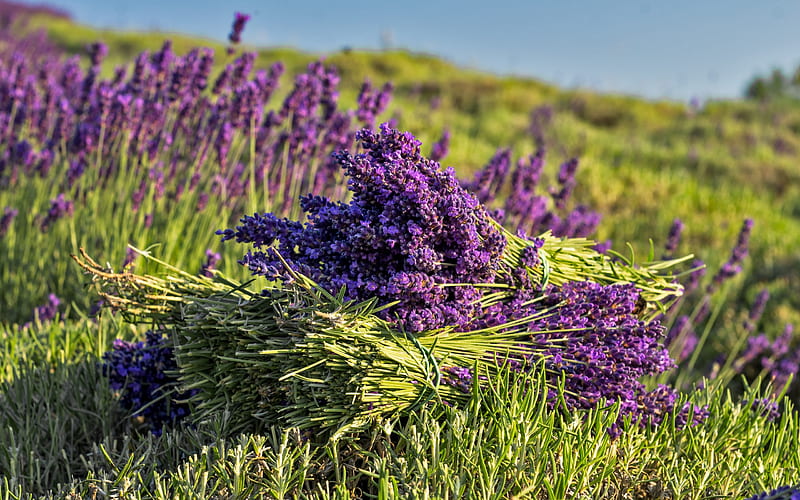 lavender, large bouquet, violet wildflowers, evening, bouquet of lavender, HD wallpaper