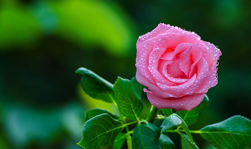 Beautiful pink rose, pretty, wet, lovely, rose, bonito, drops, leaves ...