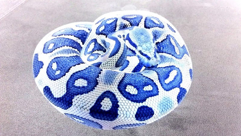 Blue Ballz2, python, blue, snake, sick, HD wallpaper