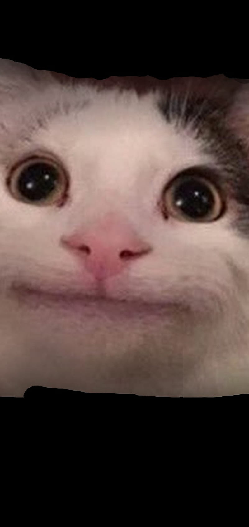 Download Beluga Cat Meme Face Wallpaper