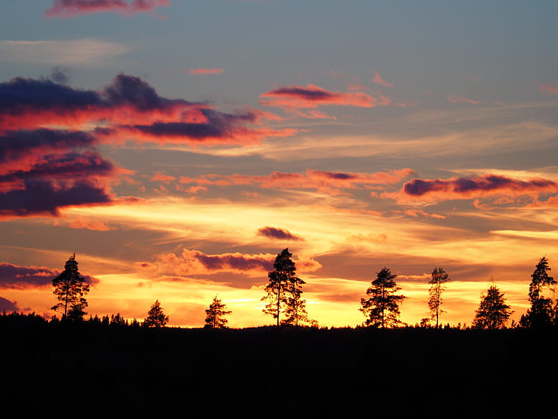 sunset, trees, silhouettes, dark, evening, nature, HD wallpaper