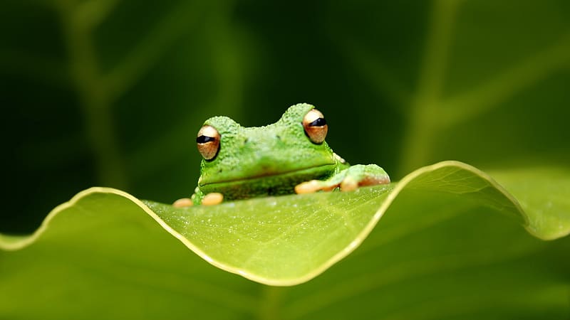 Frogs, Animal, Tree Frog, HD wallpaper