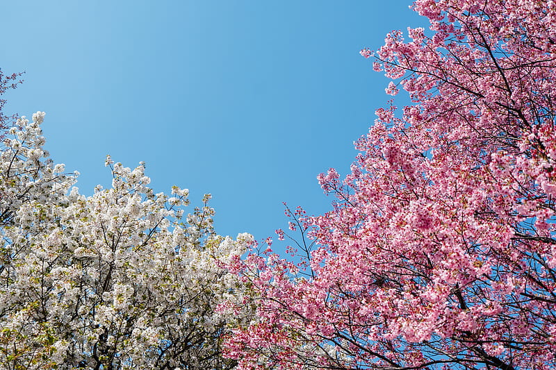 cherry blossom graphy, HD wallpaper