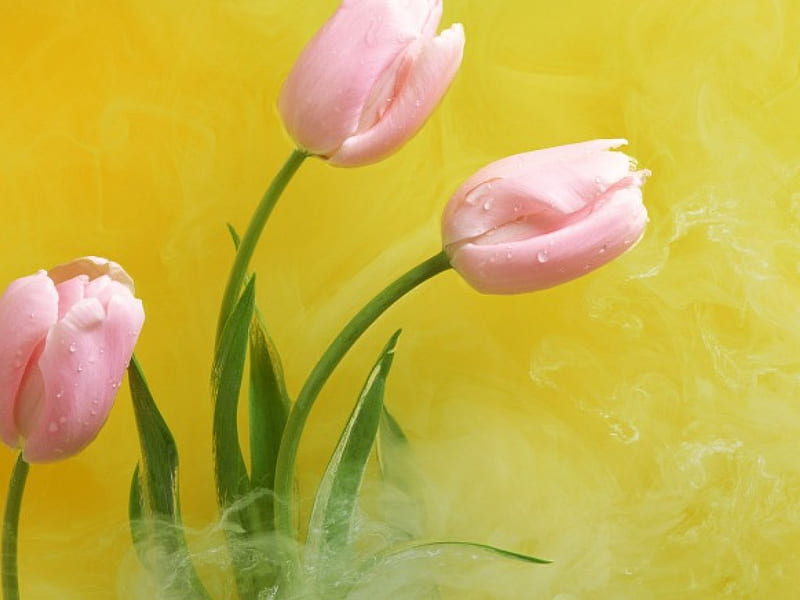 Pink Tulips Flowers Misty Tulips Pink Hd Wallpaper Peakpx 