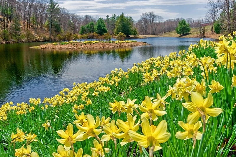 Daffodils at the lake, narcissus, spring, lake, daffodils, HD wallpaper