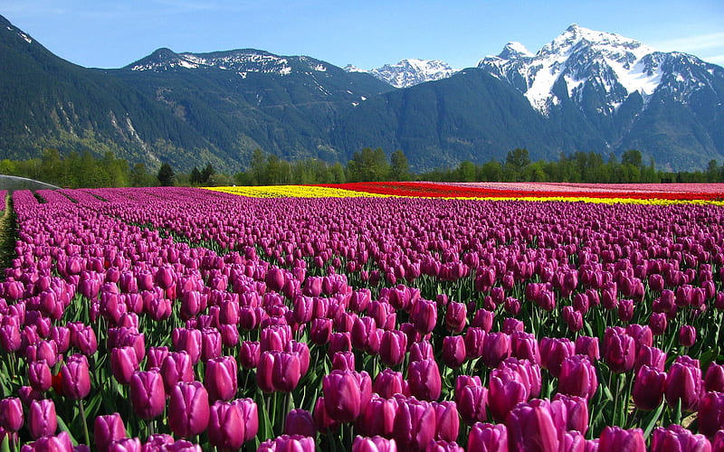 Campo de flor lila, montaña, flor, naturaleza, campo, Fondo de pantalla HD  | Peakpx