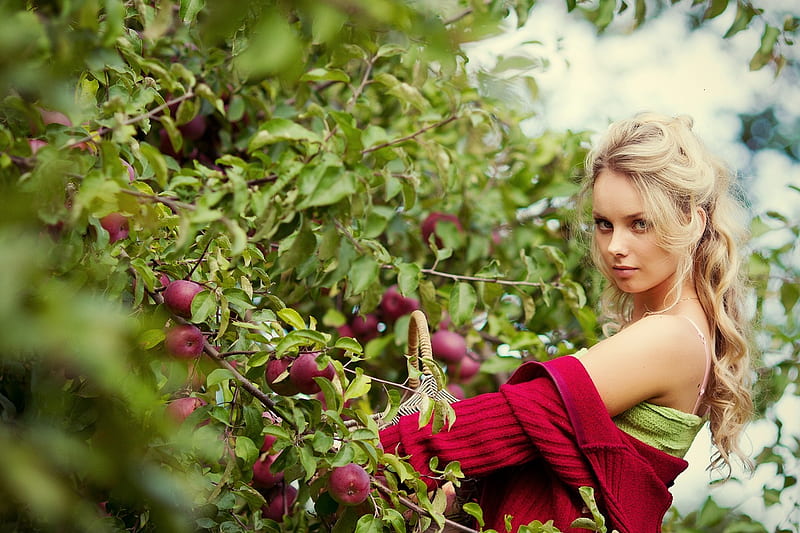 Beauty in the Orchard, red, lovely, apples, bonito, girl, beauty, plucking, juicy, orchard, HD wallpaper