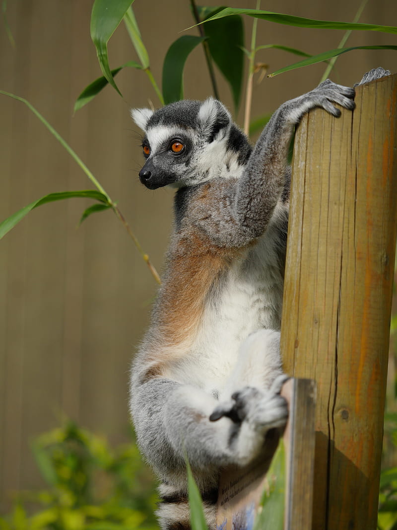 lemur, cute, animal, bamboo, HD phone wallpaper