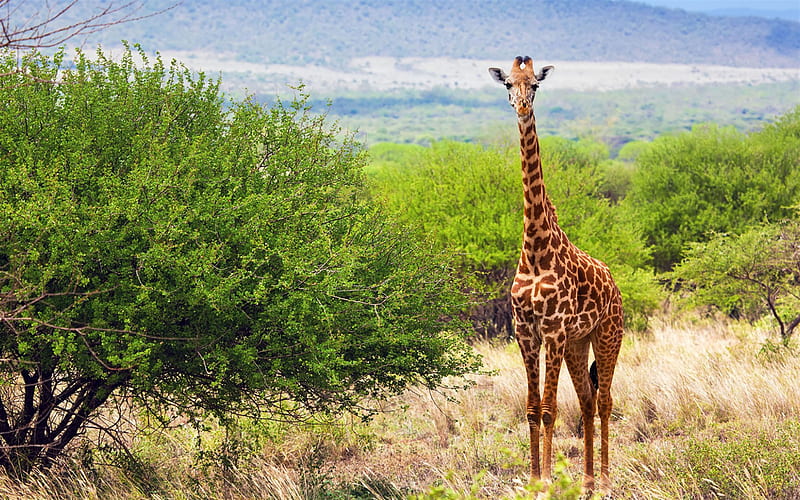 Giraffe, wildlife, wild animals, giraffes Tsavo West National Park, Tsavo  West, HD wallpaper | Peakpx