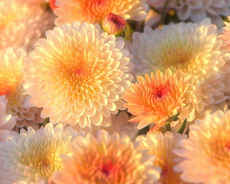 chrysanthemums, autumn, orange, flowers, bonito, white, HD wallpaper