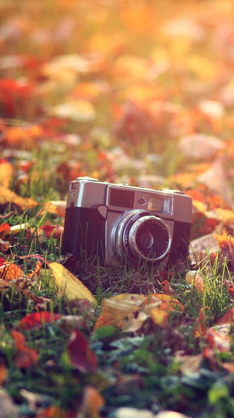 Old camera, autumn, leaves, nature, HD phone wallpaper