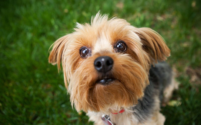 Yorkshire Terrier, Pets, cute animals, dogs, green grass, decorative dog, HD wallpaper