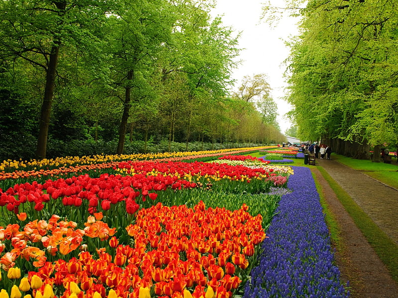 Keukenhof Gardens, Netherlands, blossoms, spring, tulips, trees, HD wallpaper