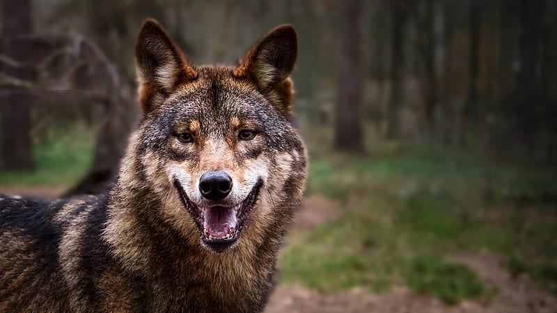 wolf, predator, gray, forest, HD wallpaper