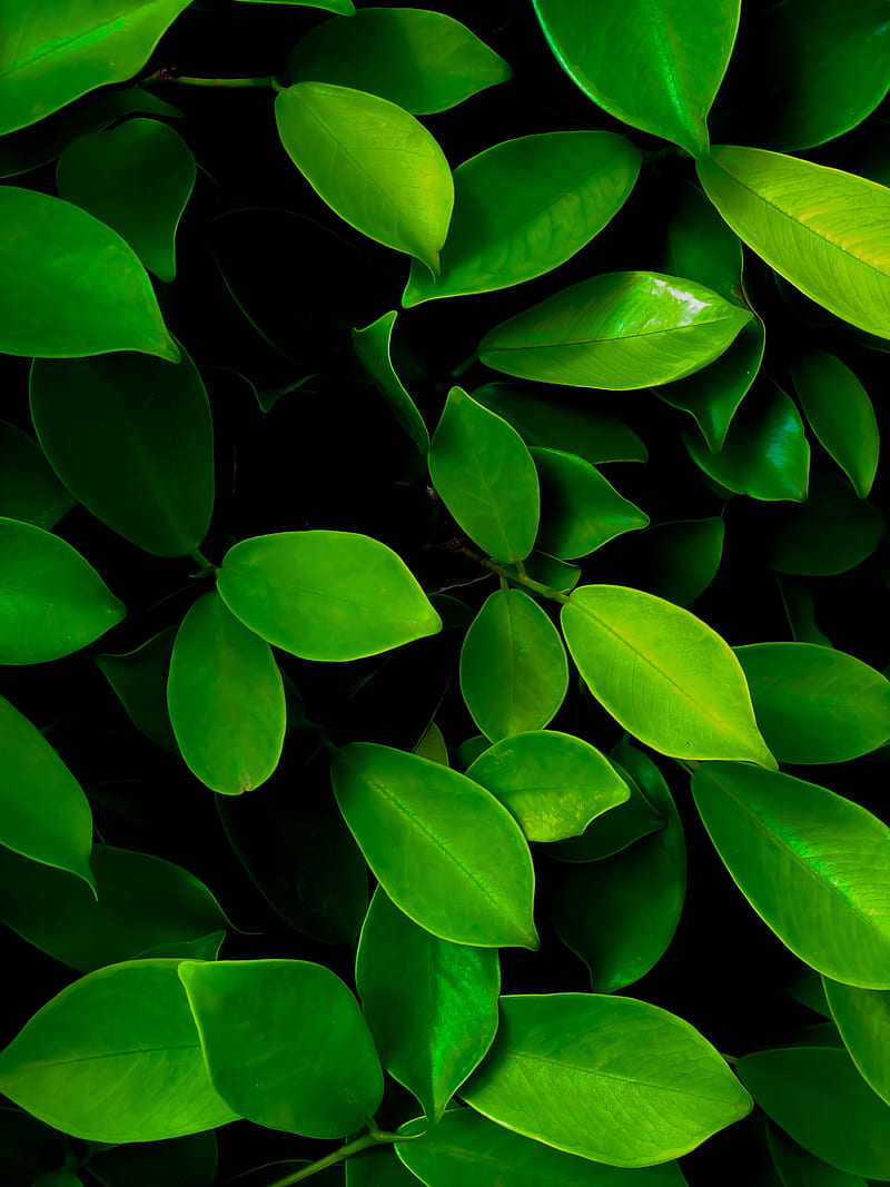 leaves, macro, bushes, green, HD phone wallpaper