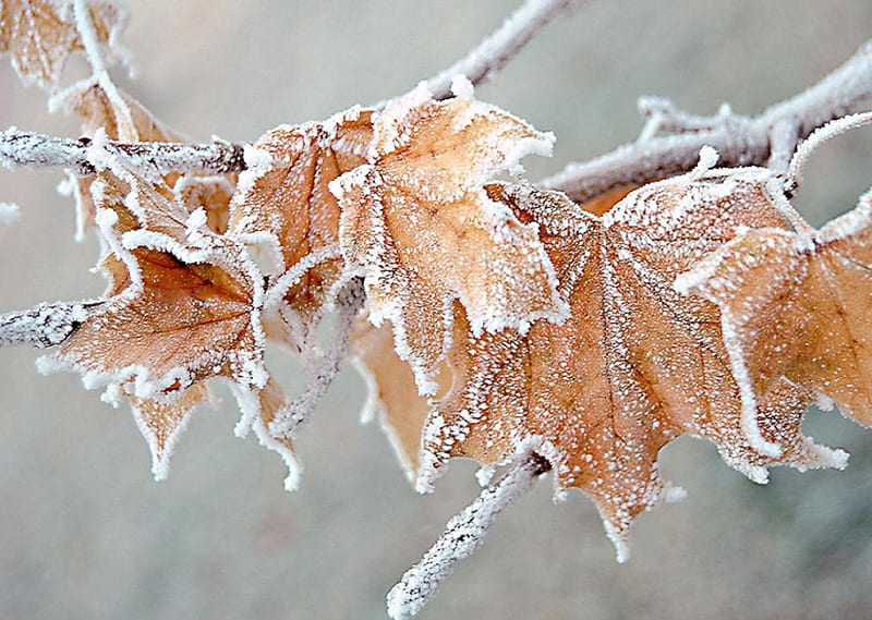 Frozen Leaves, forest, leaves, snow, frozen, winter, cold, HD wallpaper
