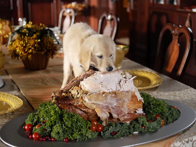 thanksgiving feast, feast, turkey, thankful pupy, HD wallpaper