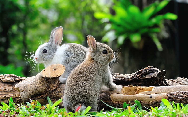 rabbits, cute animals, gray rabbits, forest, forest dwellers, little rabbits, HD wallpaper