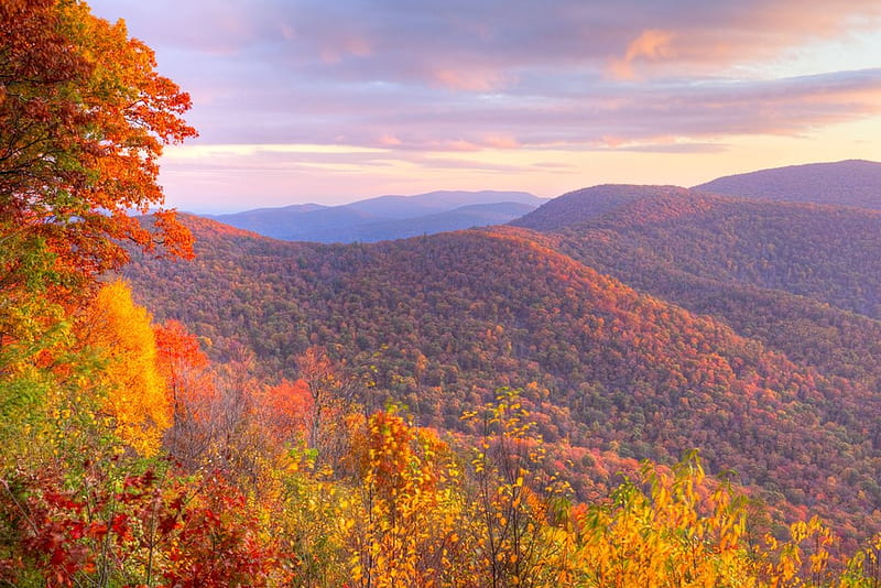 Shenandoah National Park, Virginia, forest, fall, colors, season, trees, HD wallpaper