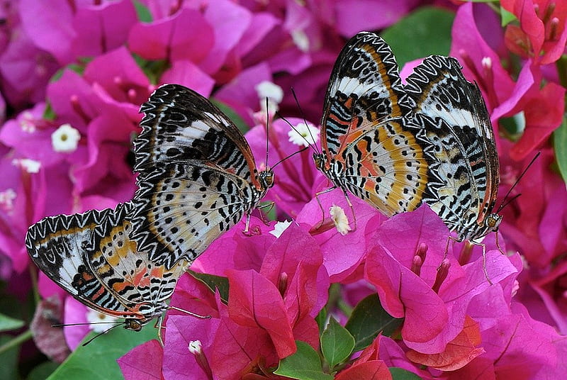 Spring love, brown, orange, black, butterflies, spring, four, lacewings, flowers, white, pink, HD wallpaper