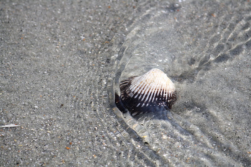 Seashell Beach Seashells Sand Hd Wallpaper Peakpx 6919