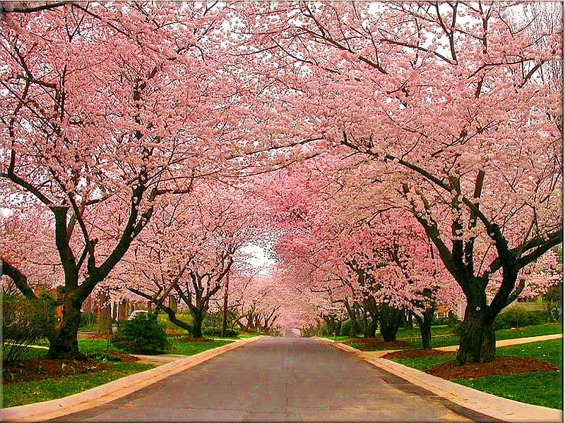 April morn, grass, blossoms, spring, road, trees, pink, cherry, HD wallpaper