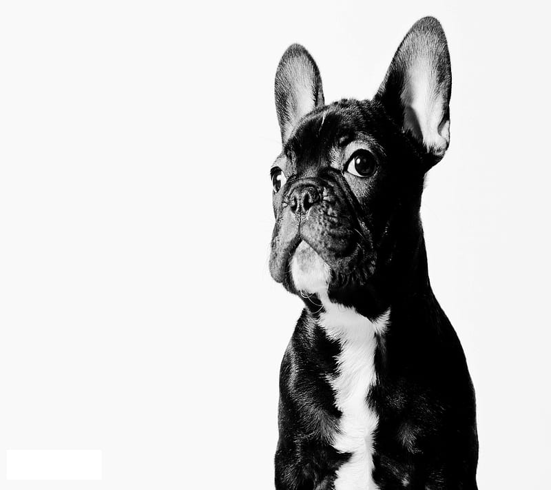Sweet Dog, HD wallpaper | Peakpx