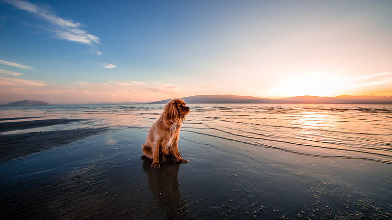 Brown Dog Is Sitting On Ocean Waves With Sunrays Dog, HD wallpaper