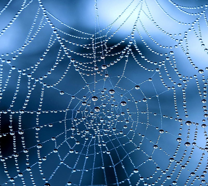 Web of Dew, desenho, dew, morning, nature, pattern, spider, water, web, HD wallpaper