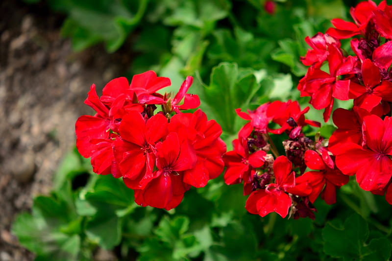 Red Spring, red flowers, spring flowers, pretty flowers, HD wallpaper